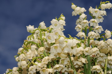 Detail ofLily of the valley (Convallaria majalis, Maiglöckchen) flowers with blue sky