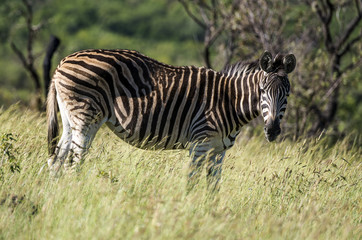Zèbre de Burchell, Equus quagga, Parc national Marachele, Afrique du Sud
