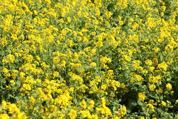 菜の花