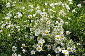 brass&eacute;e de marguerites ou paquerettes blanches