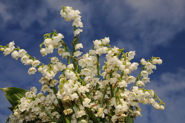 Detail ofLily of the valley (Convallaria majalis, Maiglöckchen) flowers with blue sky