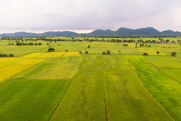 Green terrace rice field 
