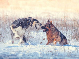 German shepherd and black with white Russian borzoi game in the snow on winter background