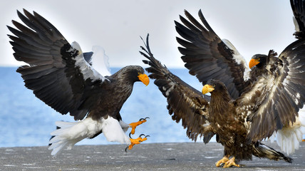 Adult Steller's sea eagle  landed and spread of wing. Steller's sea eagle (Scientific name: Haliaeetus pelagicus).