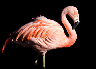 Flamingo