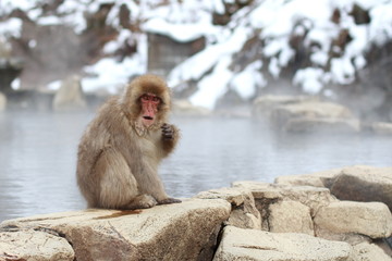 japanese macaque, snow monkey park