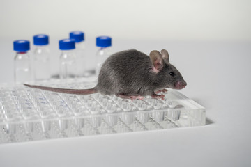 a gray laboratory mouse with an immunological plate and vials.