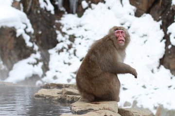 Snow monkey, Nagano, Japan