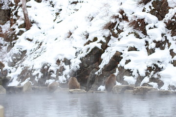 japanese macaque, snow monkey park