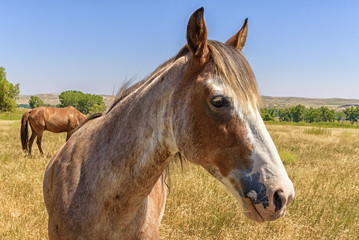 Obraz premium Horse portrait with blue sky