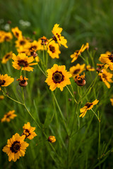 field of yellow flowers