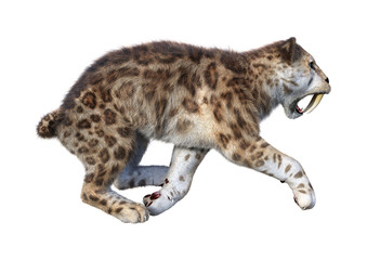 3D Rendering Sabertooth Tiger on White