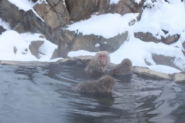 japanese macaque, snow monkey park