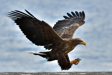 Adult White-tailed eagle in flight.  Scientific name: Haliaeetus albicilla, also known as the ern, erne, gray eagle, Eurasian sea eagle and white-tailed sea-eagle.