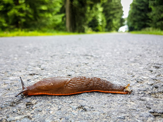 Nacktschnecke auf Straße
