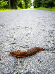 Nacktschnecke