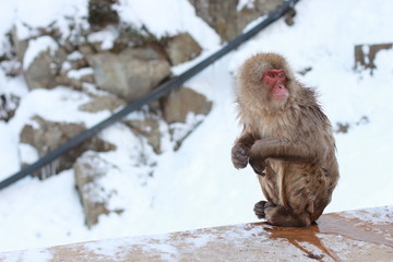 Obraz premium japanese macaque, snow monkey park