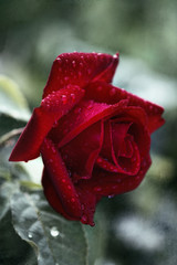 rote Rose mit Regentropfen