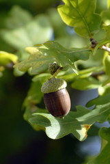Gland, fruit du chêne 