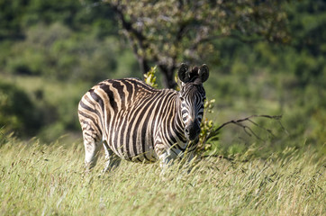 Zèbre de Burchell, Equus quagga, Parc national Marachele, Afrique du Sud