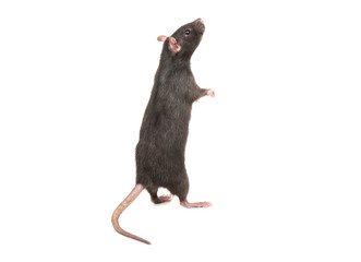 Rat stands on hind legs