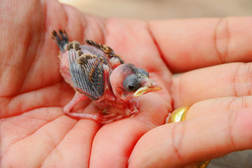 Baby bird in hand 