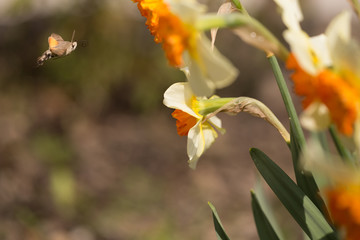Hummingbird Hawk insect sucking from lilly flower
