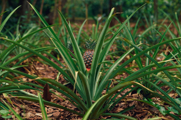 Young pineapple on the plantation close up