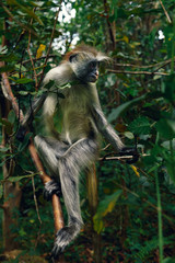 Portrait of monkey red colobus in natural environment