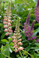 Lupin mauve et rose et son feuillage vert
