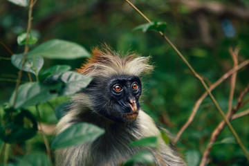 Portrait of monkey red colobus in a dense tropical forest