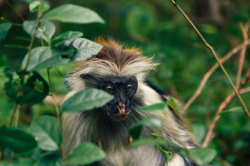 Close up portrait of monkey red colobus in dense tropical forest
