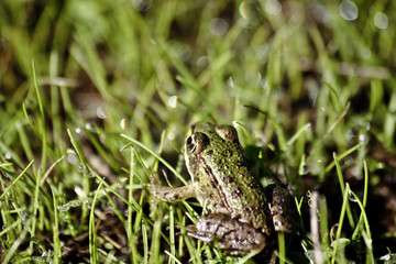 	 small green frog in the grass