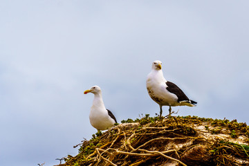 Seagulls at Strandfontein beach on Baden Powell Drive between Macassar and Muizenberg in the Western Cape near Cape Town