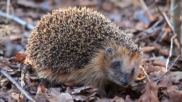 Hedgehog sits in the forest and looks at the camera. Ежик в лесу ранней весной. Еж вблизи человека.