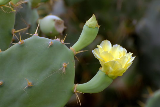 Figuier de barbarie en fleur