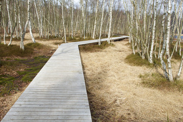 Following the right track through the trees
