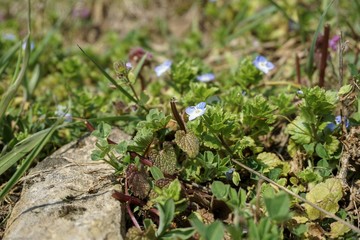 Nahaufnahme von kleinen blauen Blüten im Frühling
