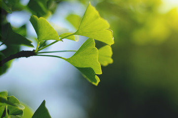 Ginkgo biloba tree. Leaves in sunlight