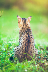 Pretty bengal cat sitting on green grass and looking aside at park.