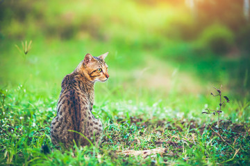 Naklejka na ściany i meble Pretty bengal cat sitting on green grass and looking aside at park.