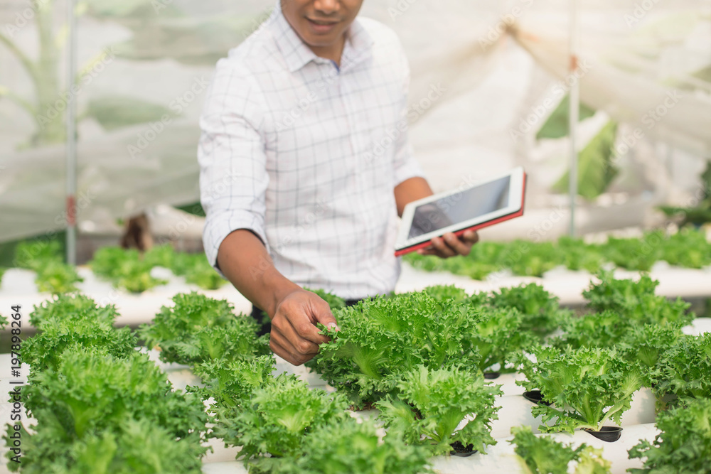 Wall mural Farmer with tablet for working organic hydroponic vegetable garden at greenhouse. Smart agriculture, farm , sensor technology concept. Farmer hand using tablet for monitoring temperature.