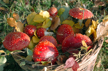 champignon amanite tue-mouche dans un panier en osier