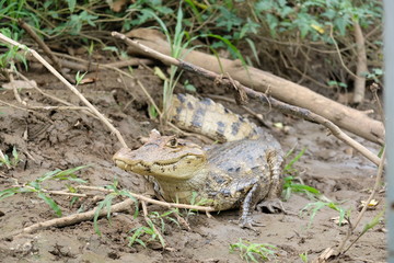 Crocodile close-up