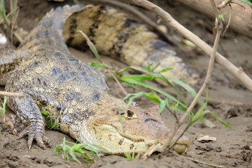 Fototapeta premium Crocodile close-up