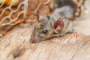 Rat trap on wooden