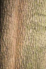 old maple tree bark texture background