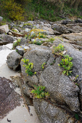 Galician flora on the coast of the Atlantic ocean, Vigo, Galicia, Spain