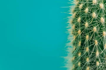 Fototapete Kaktus Hipster-Kaktus-Pflanze. Platz für Ihr Logo