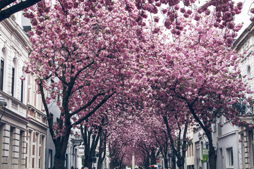 Cherry Blossom Bonn